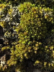 Nyholmiella obtusifolia