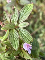 Heterocentron subtriplinervium