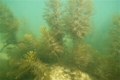 Caulocystis cephalornithos