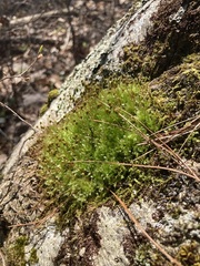 Physcomitrium pyriforme