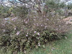 Heterocentron subtriplinervium