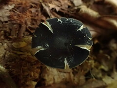Entoloma