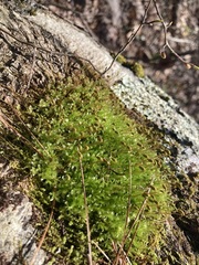 Physcomitrium pyriforme