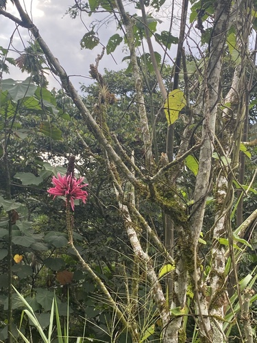 Foto de Mulungu-da-amazônia