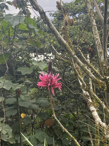 Foto de Mulungu-da-amazônia