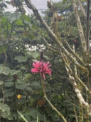 Erythrina amazonica