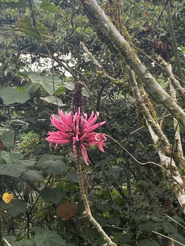 Foto de Mulungu-da-amazônia