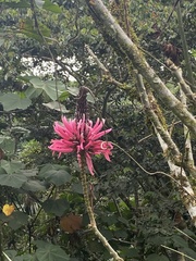 Erythrina amazonica