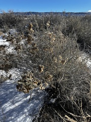 Atriplex canescens