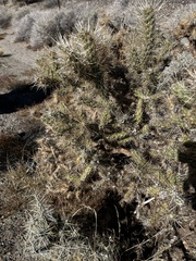 Cylindropuntia echinocarpa