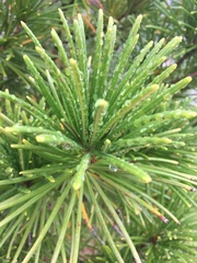 Sciadopitys verticillata