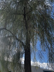 Acacia salicina