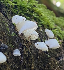 Favolaschia pustulosa