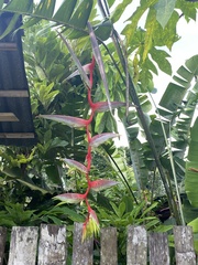 Heliconia chartacea