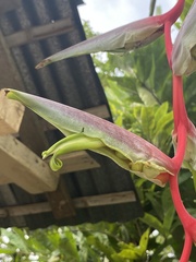 Heliconia chartacea