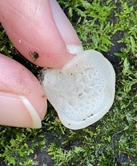 Favolaschia pustulosa