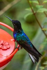 Boissonneaua jardini