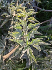 Salvia apiana