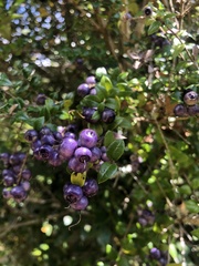 Rhaphithamnus spinosus