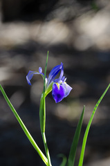 Iris savannarum
