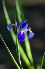Iris savannarum