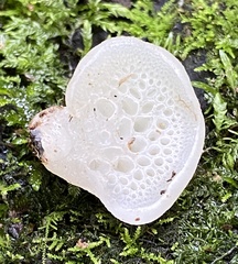 Favolaschia pustulosa