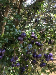 Rhaphithamnus spinosus