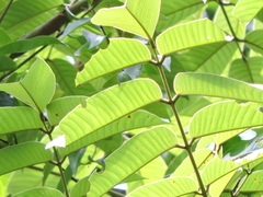 Ormosia arborea