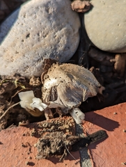 Montagnea arenaria