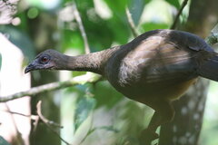 Chamaepetes goudotii