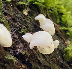 Favolaschia pustulosa