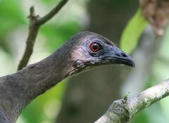 Chamaepetes goudotii