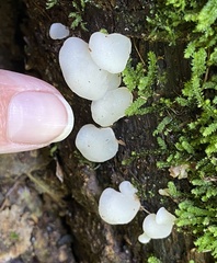 Favolaschia pustulosa