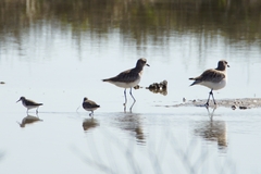 Calidris mauri