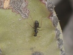 Camponotus feae