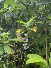 Palicourea cyanococca