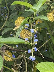 Palicourea cyanococca