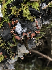 Peltigera horizontalis