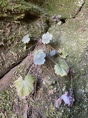 Heuchera missouriensis