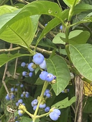 Palicourea cyanococca