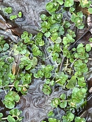 Chrysosplenium americanum