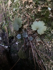 Heuchera missouriensis