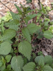 Urtica chamaedryoides