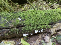Favolaschia pustulosa