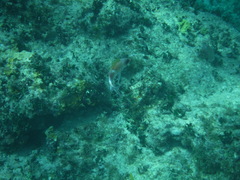 Holocentrus adscensionis