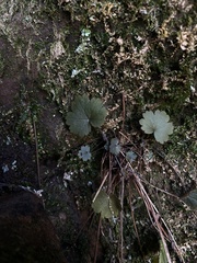 Heuchera missouriensis