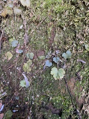 Heuchera missouriensis