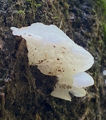 Favolaschia pustulosa
