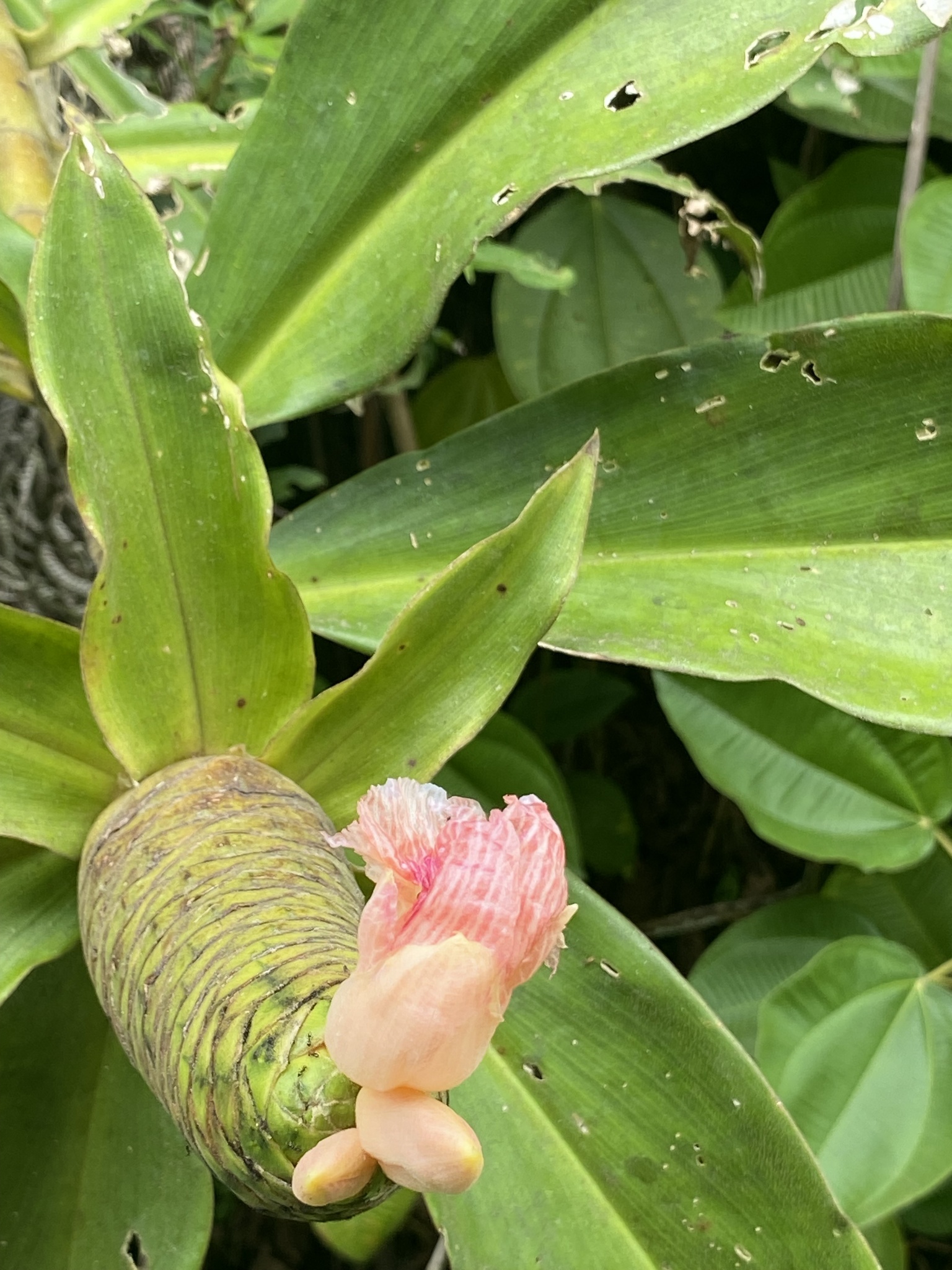 Costus acreanus (Loes.) Maas