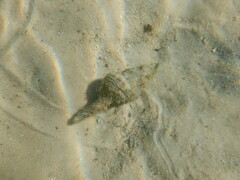 Propefusus australis